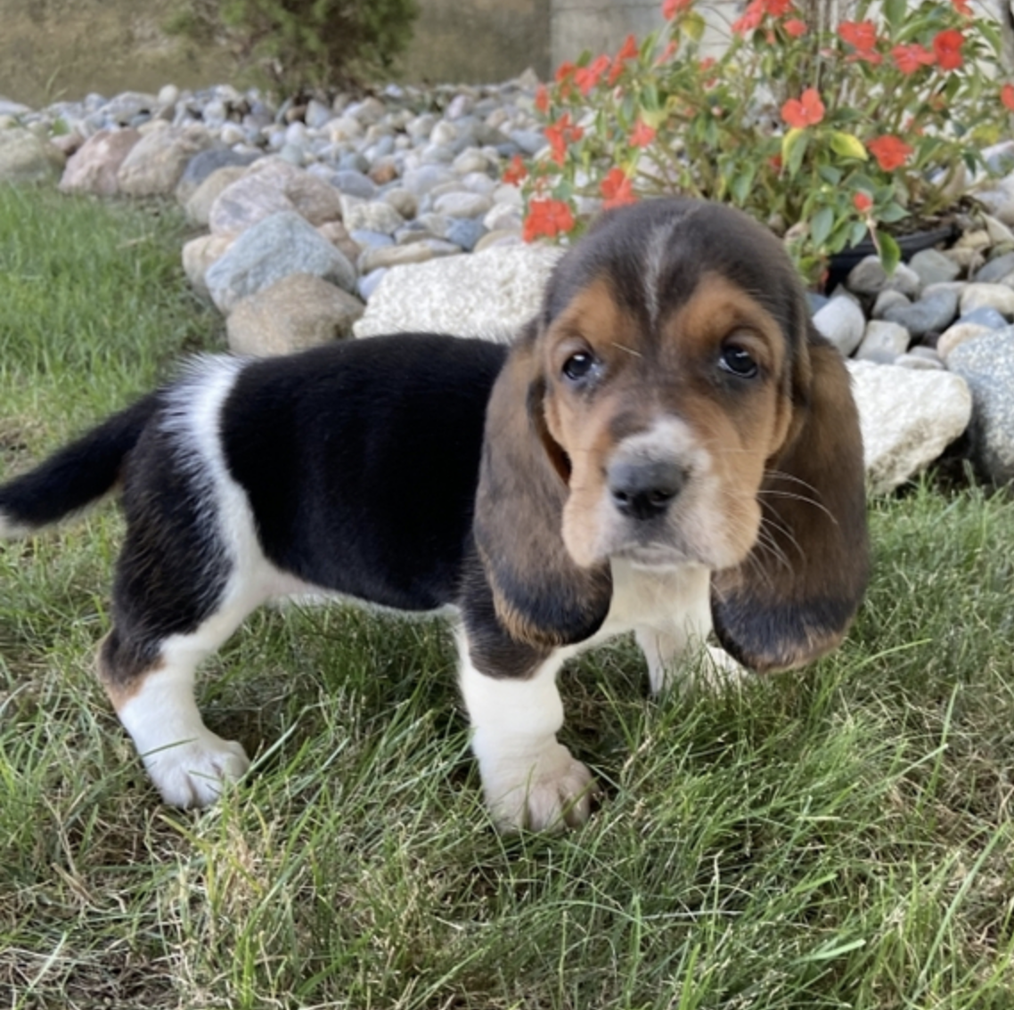 comprar cachorros sanos, baratos y asequibles para la venta